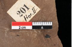 Foto (Detailansicht) von Pinus palaeostrobus Ettingshausen (NHMW-GEO-2024-0188-0201)